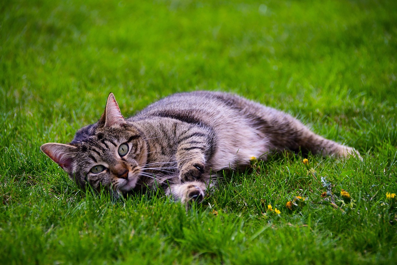 cat  relaxation  cute free photo