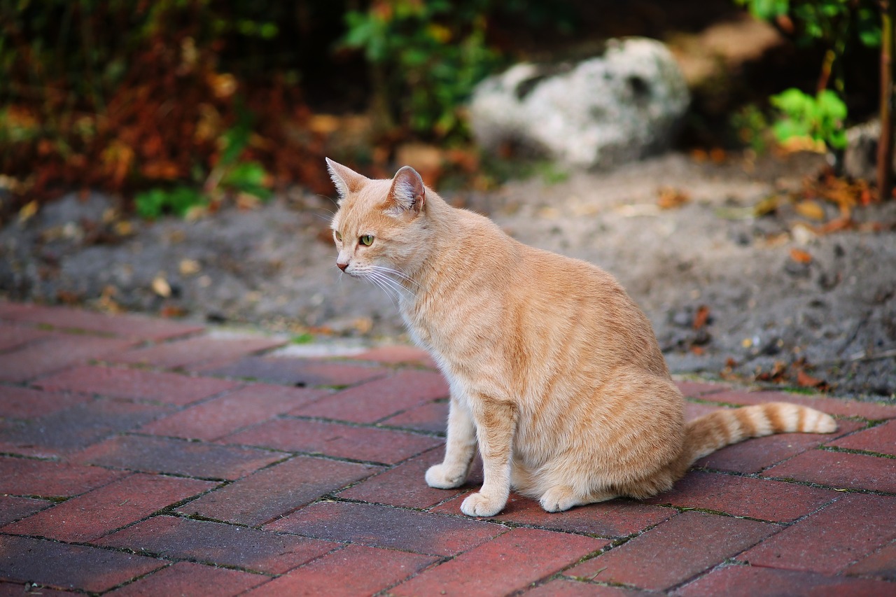 cat  female  domestic cat free photo