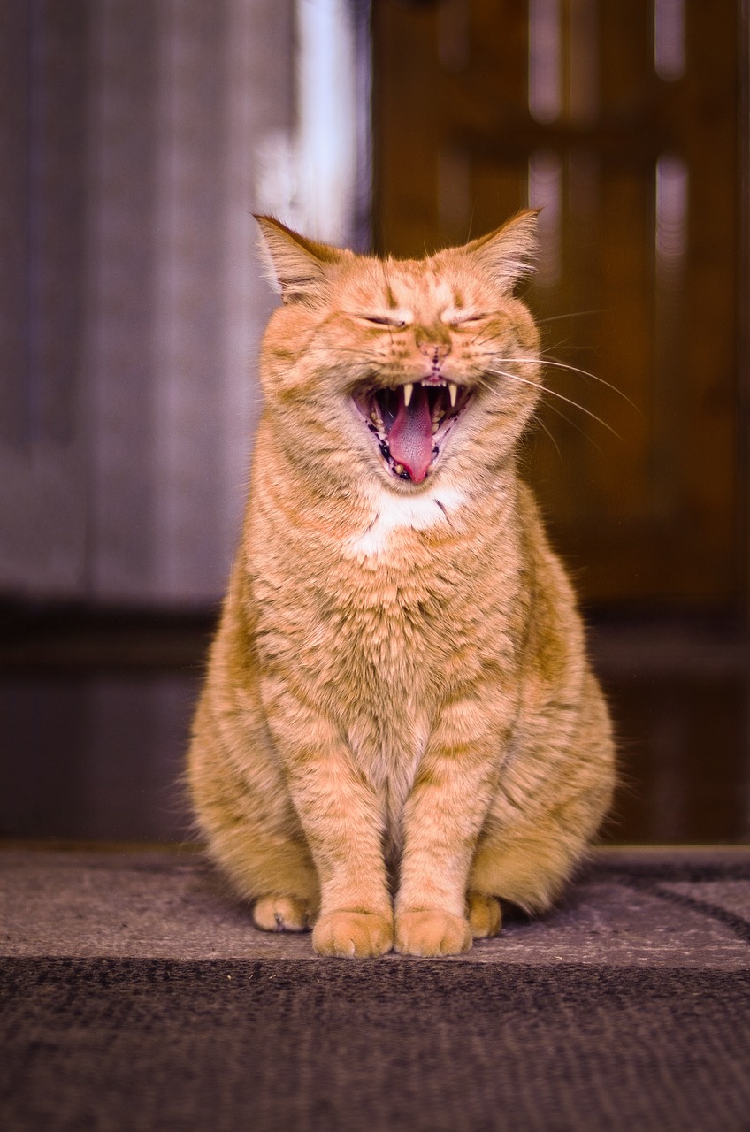 cat  yawning  redhead free photo