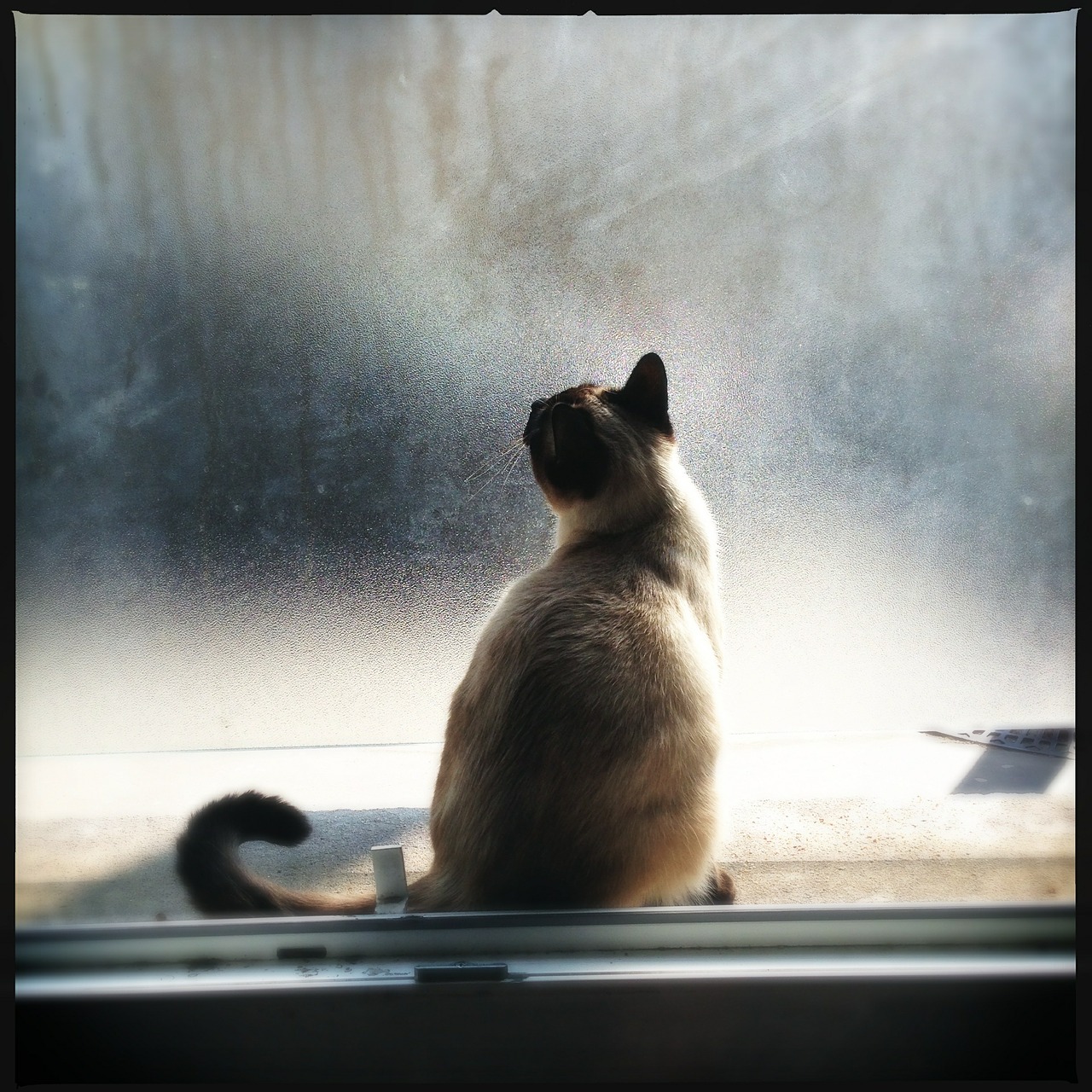 cat window light free photo