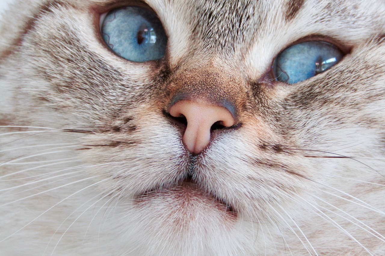 cat  blue eyes  cute free photo