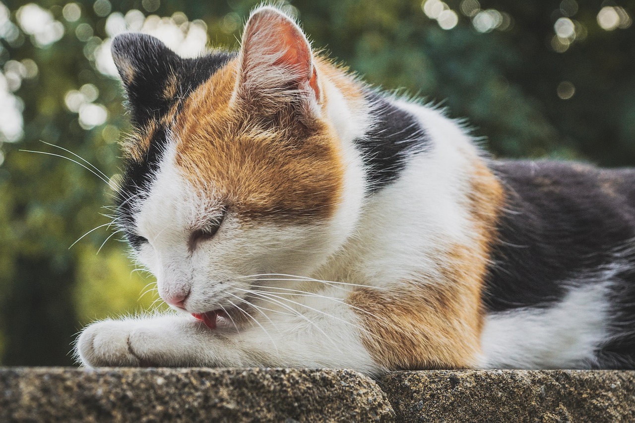 cat  three coloured  lucky cat free photo