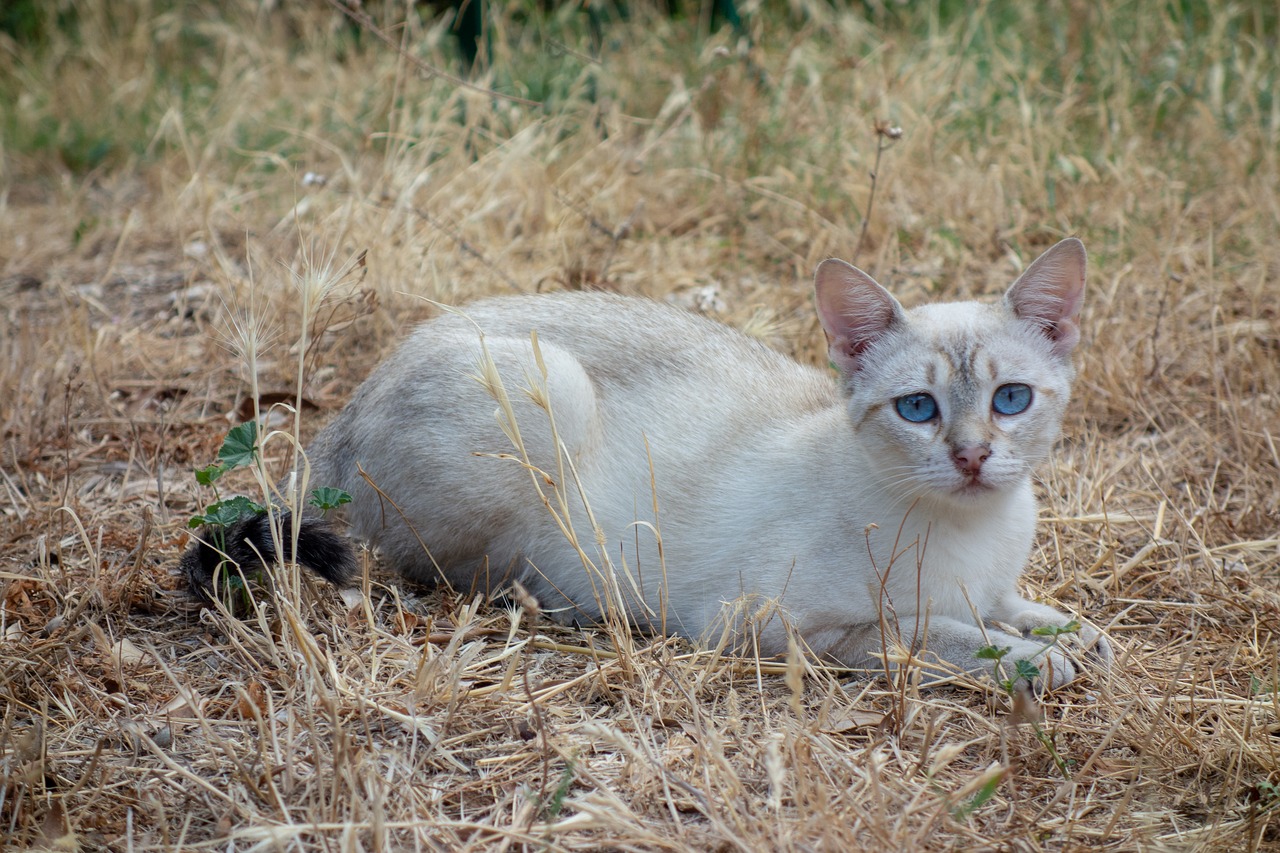 cat  portrait  animals free photo