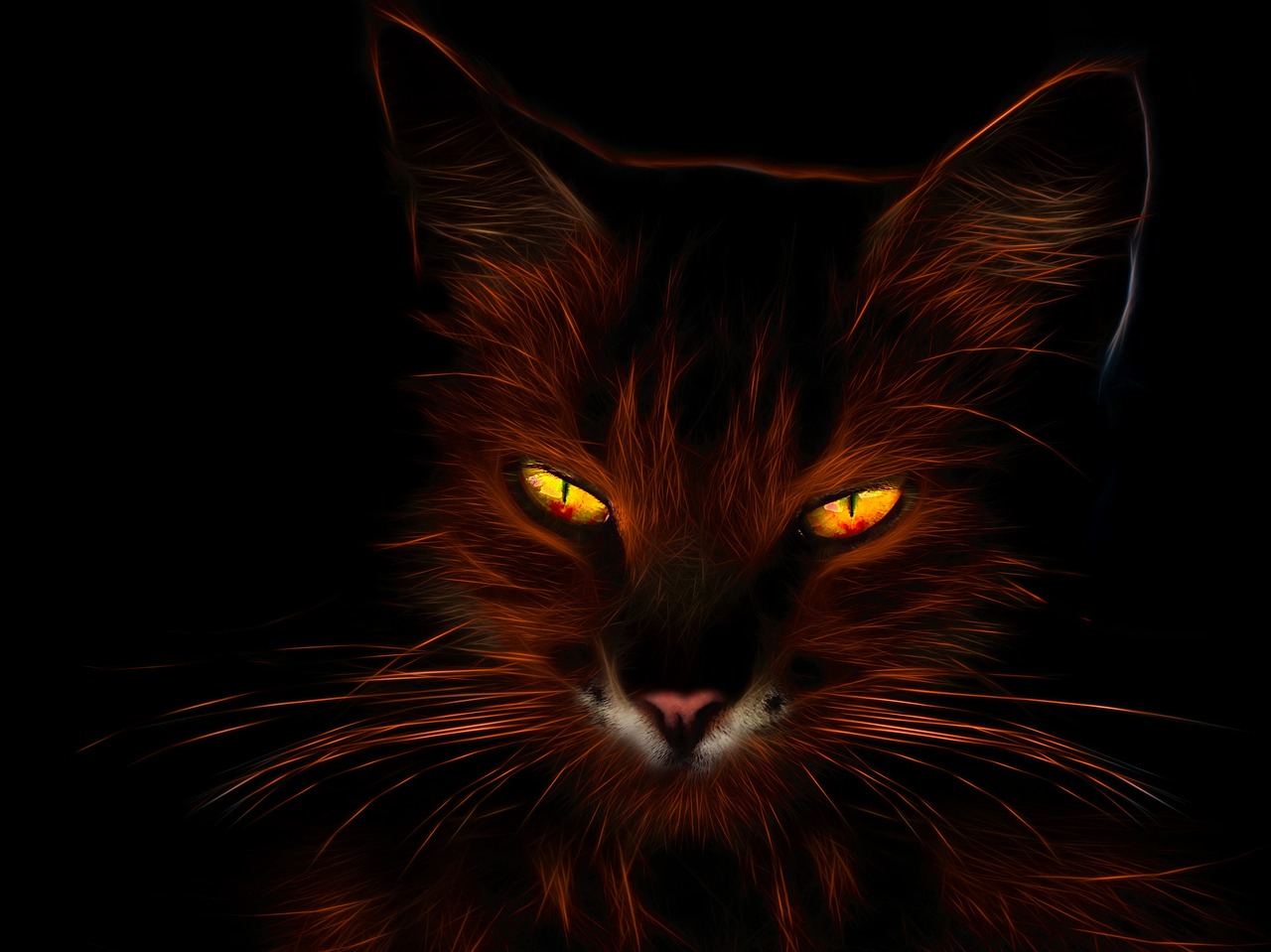 cat  profile picture  fiery free photo