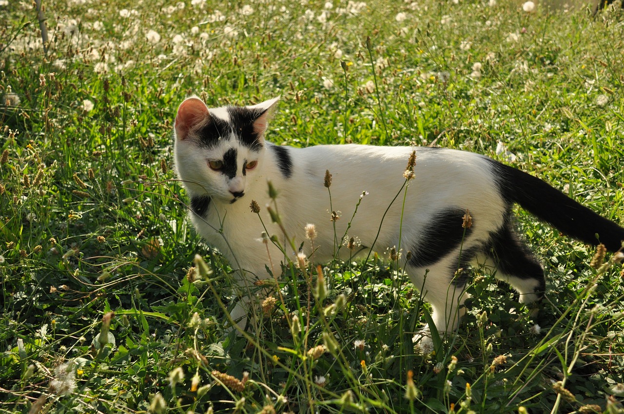 cat  cute  garden free photo