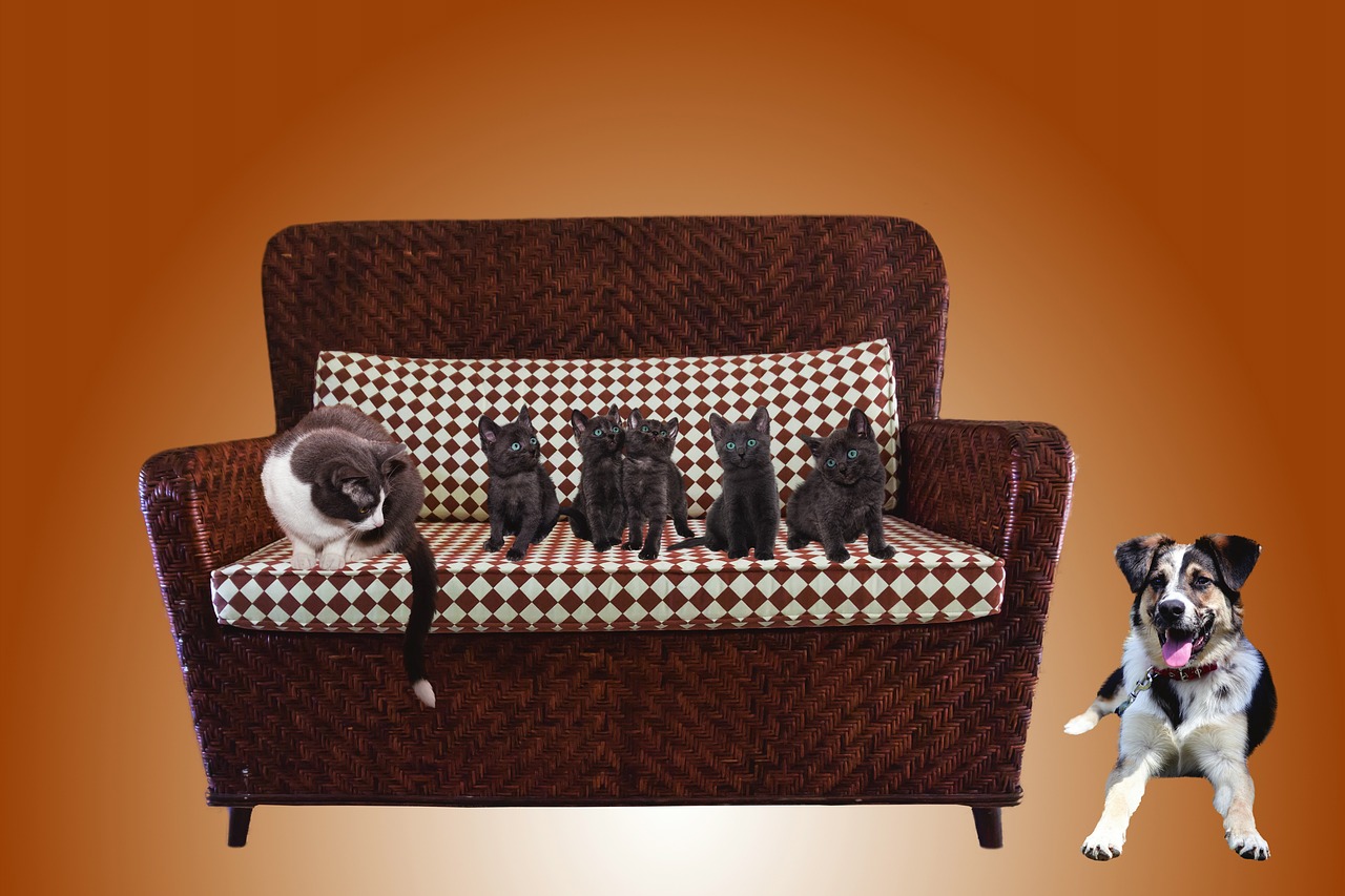 cat  sofa  dog free photo