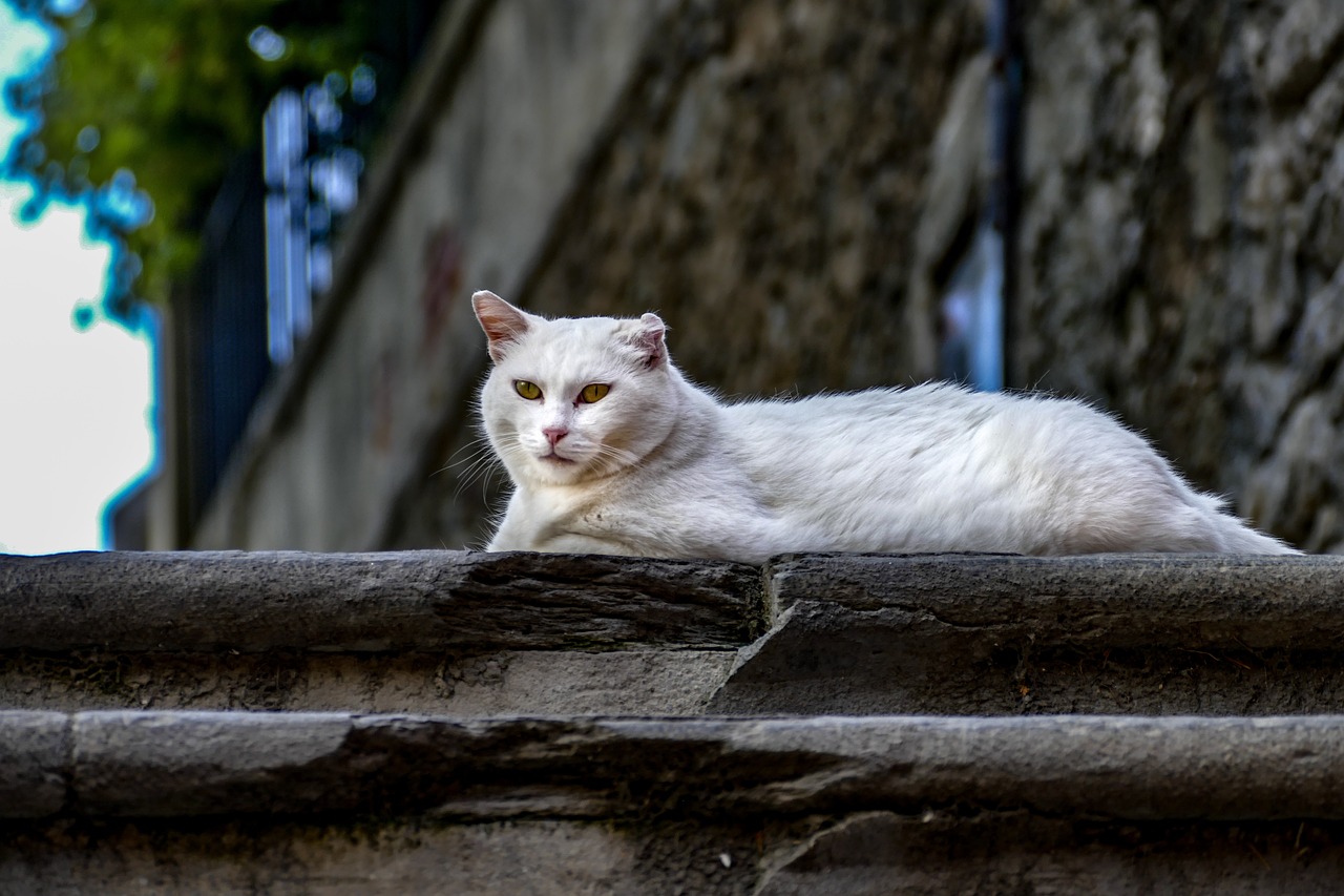 cat  lovely  love free photo