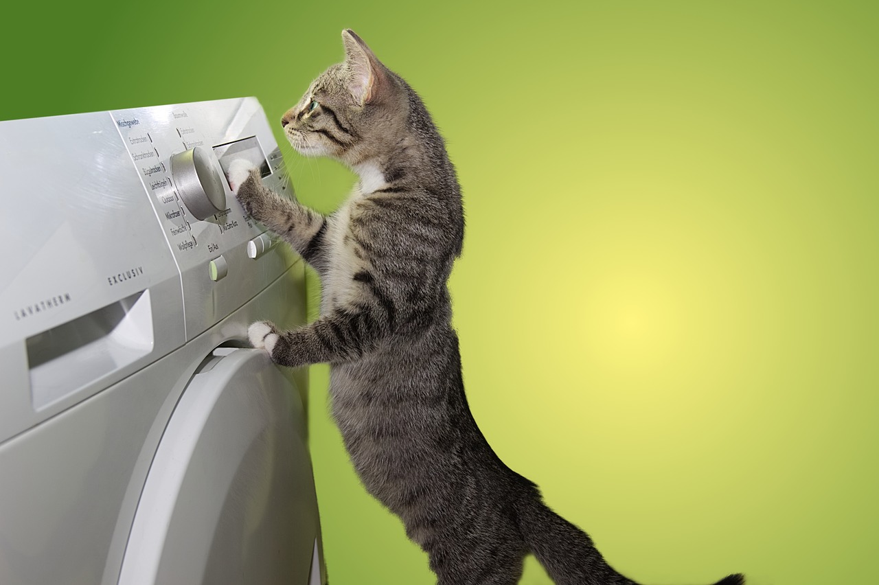 cat  domestic cat  dryer free photo