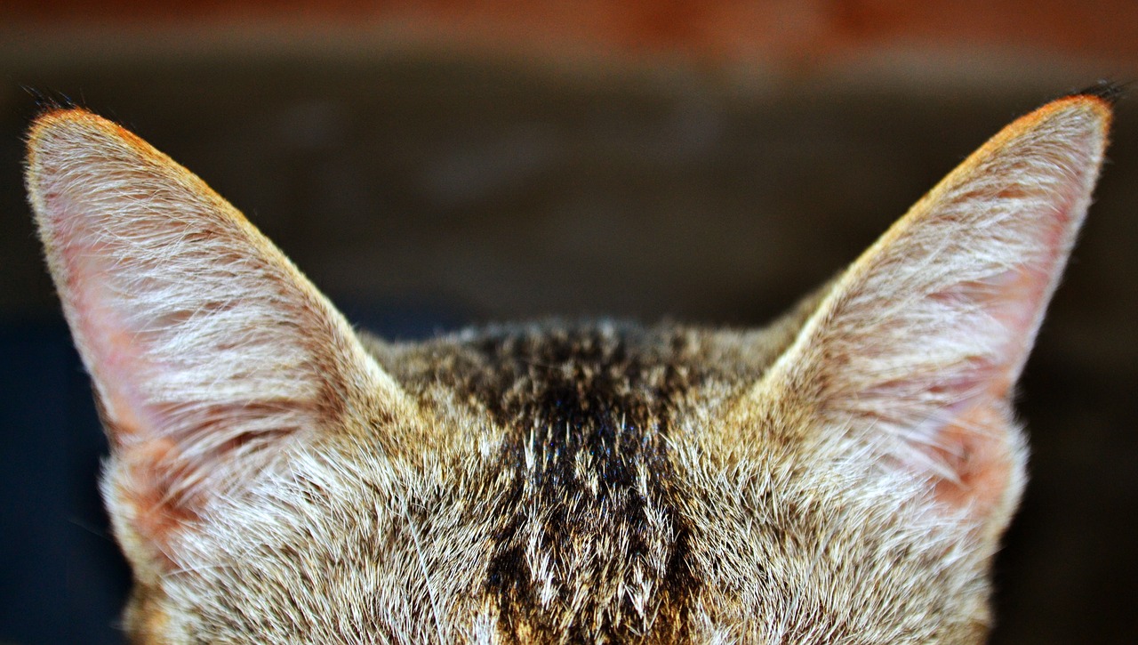 cat  ear  zoom free photo