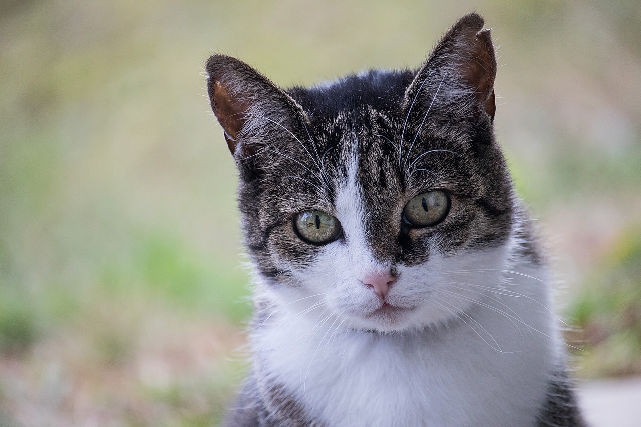 cat  domestic cat  animal free photo