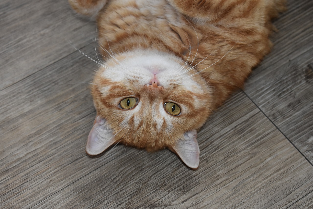 cat  redhead  portrait free photo