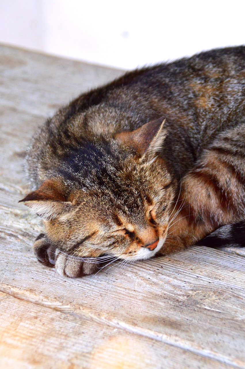 cat  sleep  tabby free photo