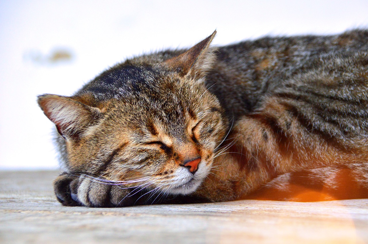 cat  sleep  tabby free photo