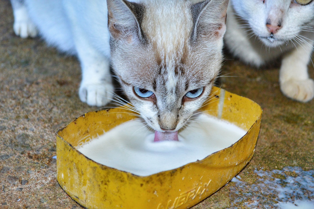 cat  kitten  feline free photo