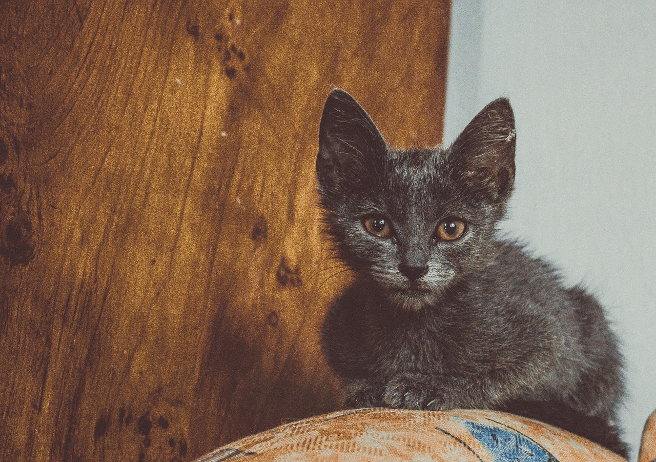 cat  russian blue  home free photo