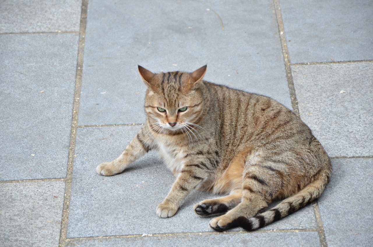 cat  tiger cat  domestic cat free photo