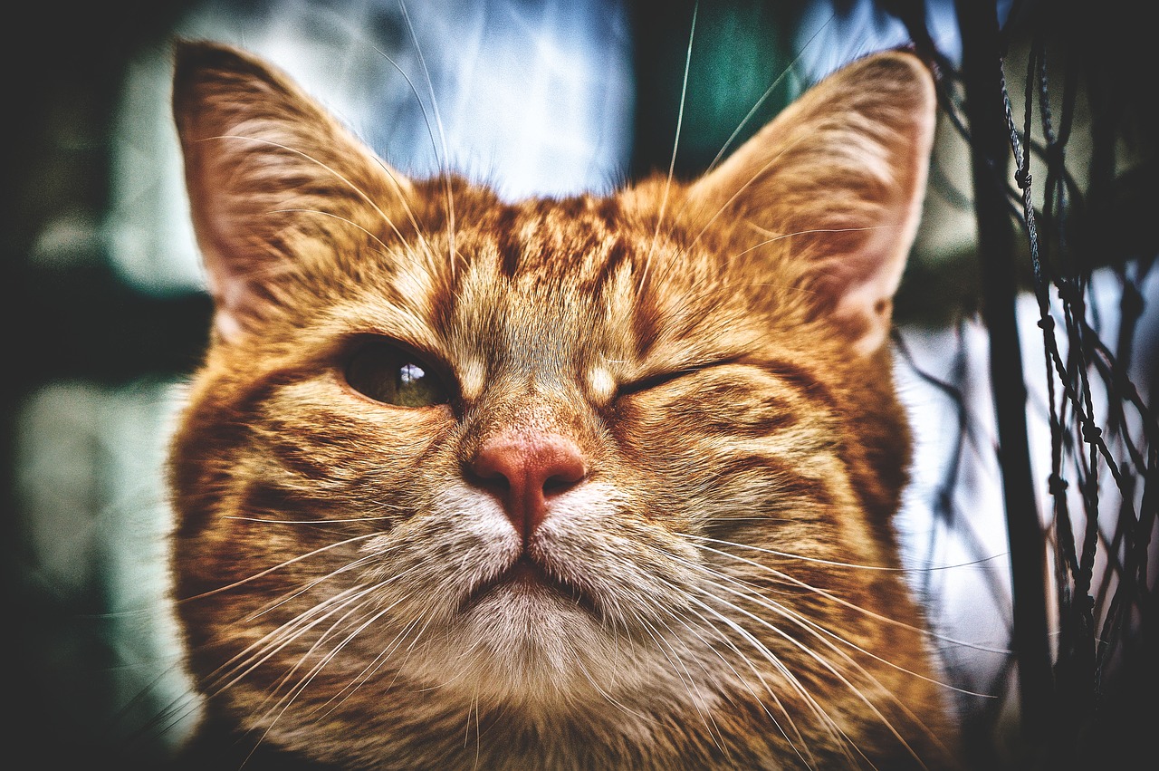 cat  wink  funny free photo