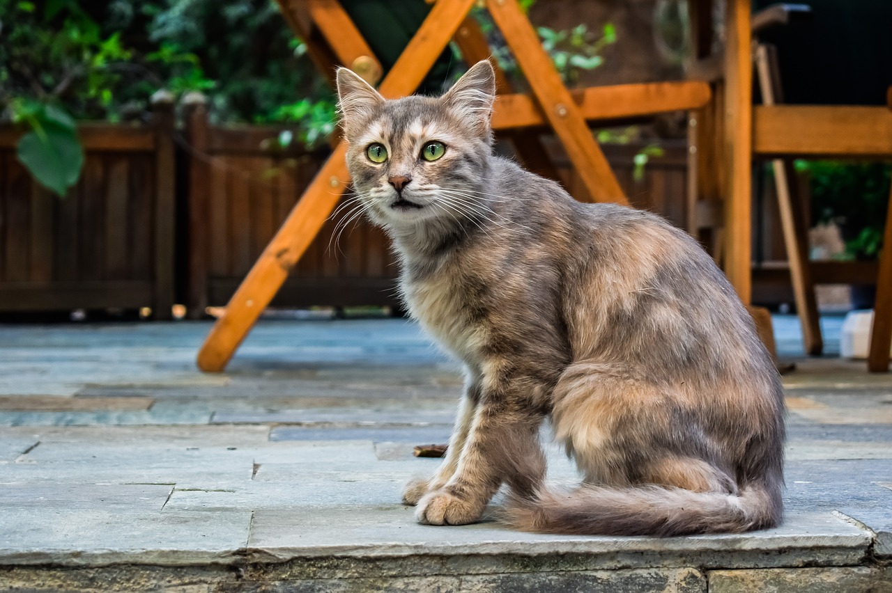 cat  stray  young free photo