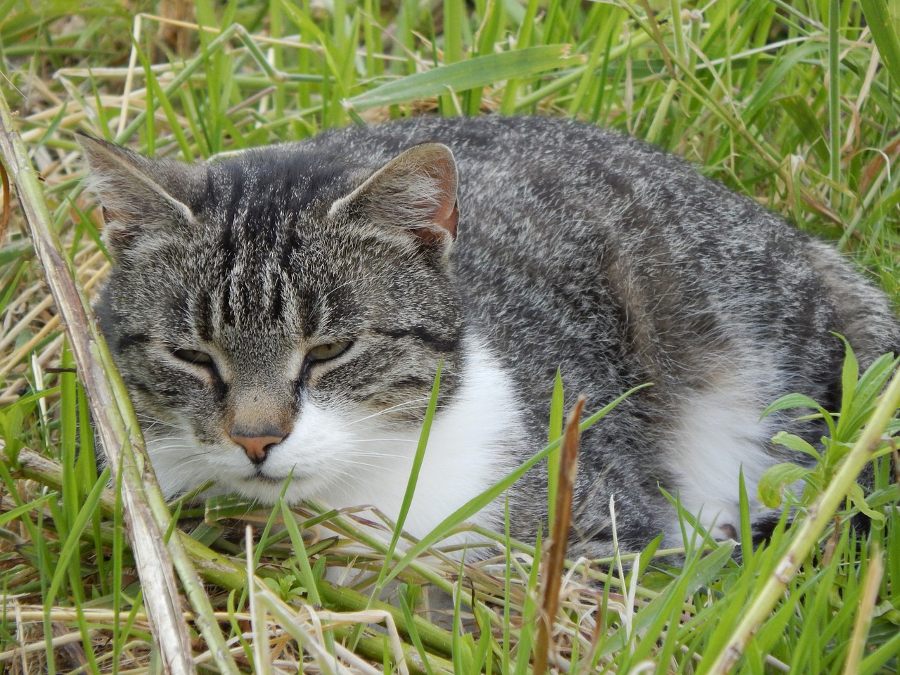 cat rest animals free photo