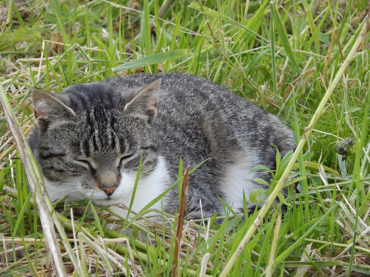 cat rest sleeping free photo