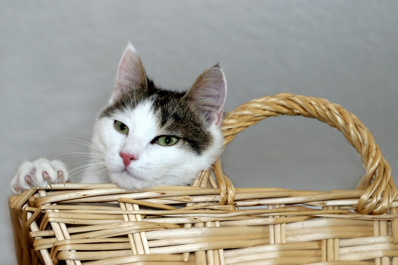 cat  domestic cat  basket free photo