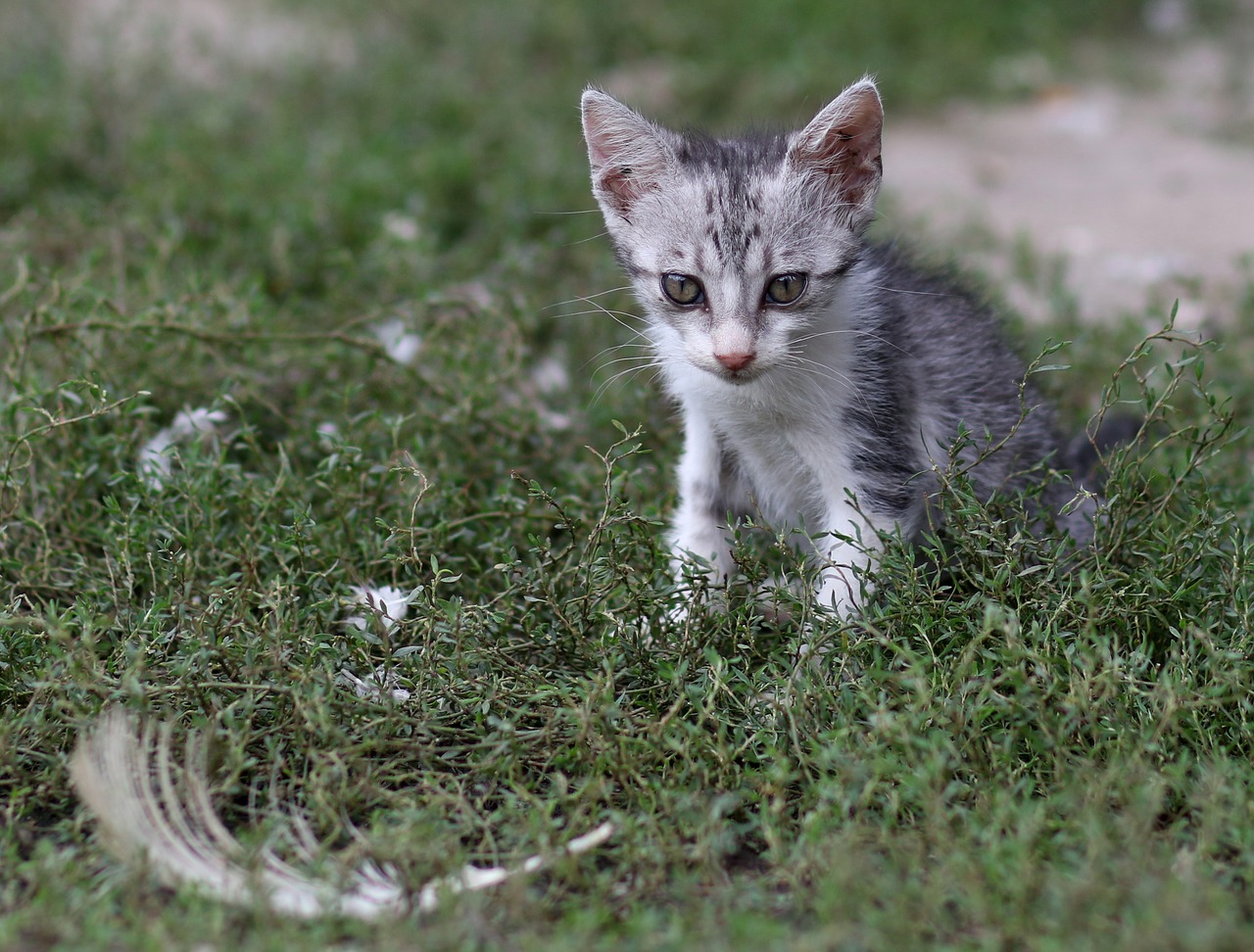 cat  small  nice free photo