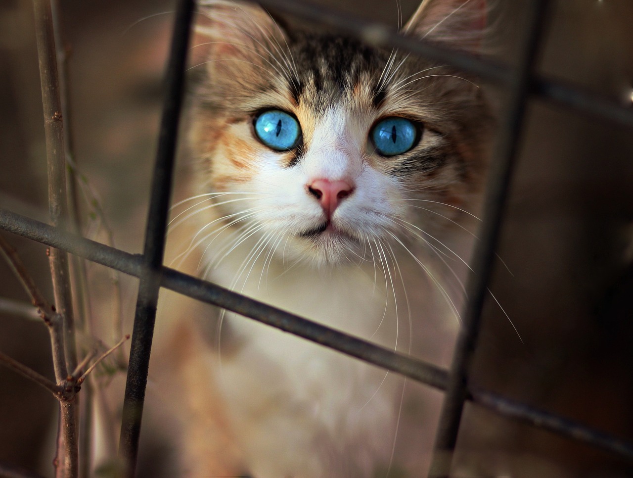 cat  nice  blue eyes free photo