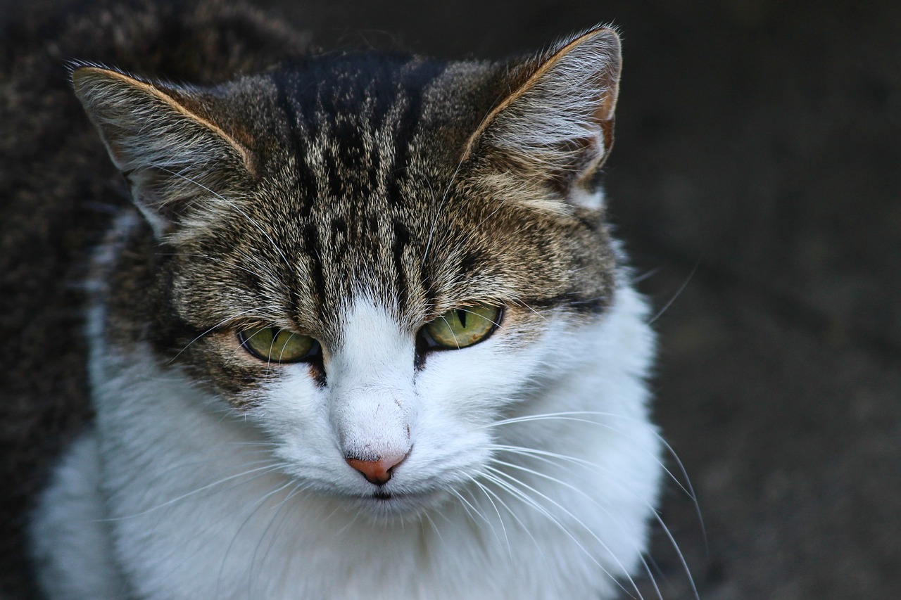 cat  domestic cat  kitten free photo