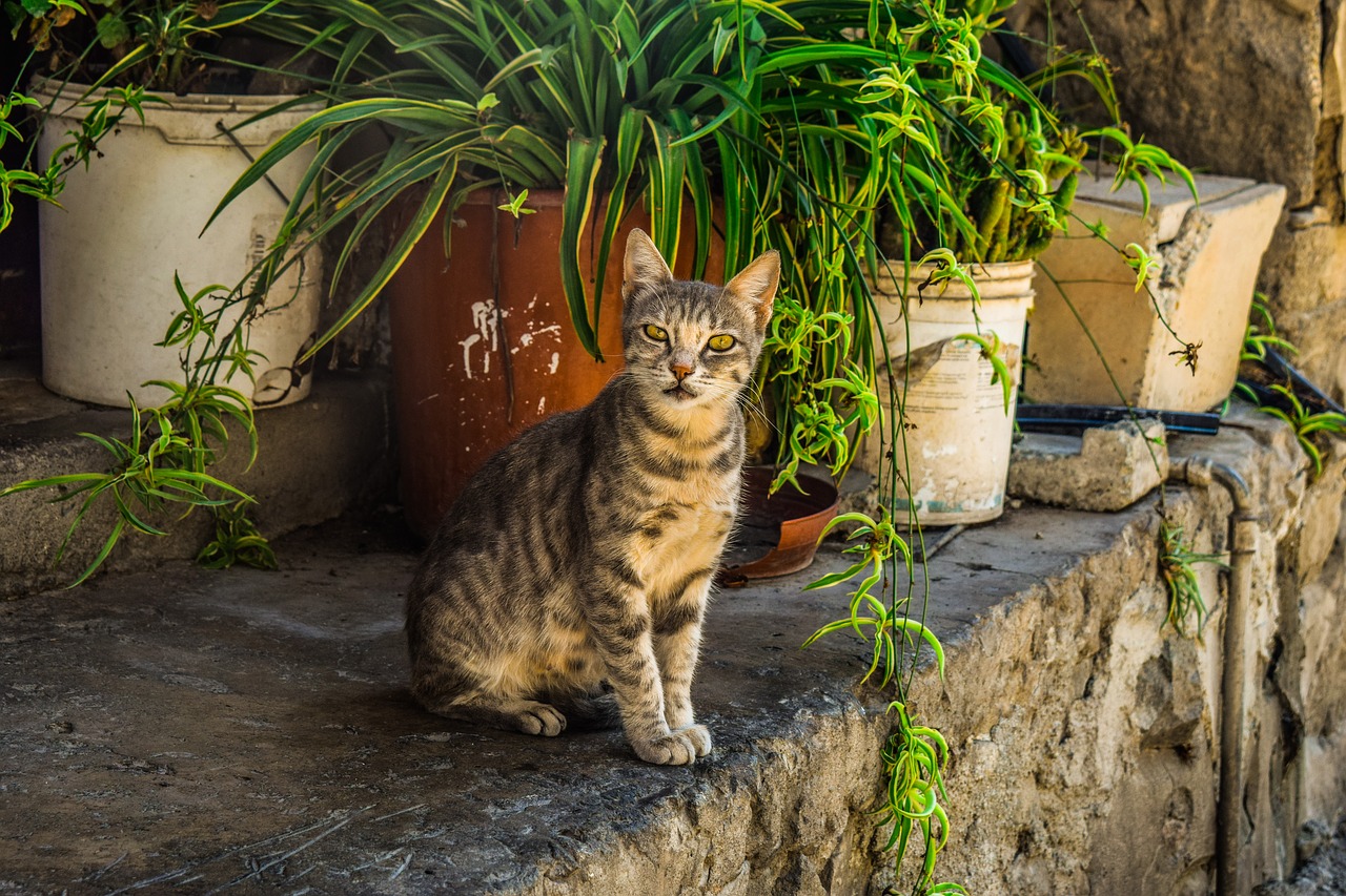 cat  stray  young free photo