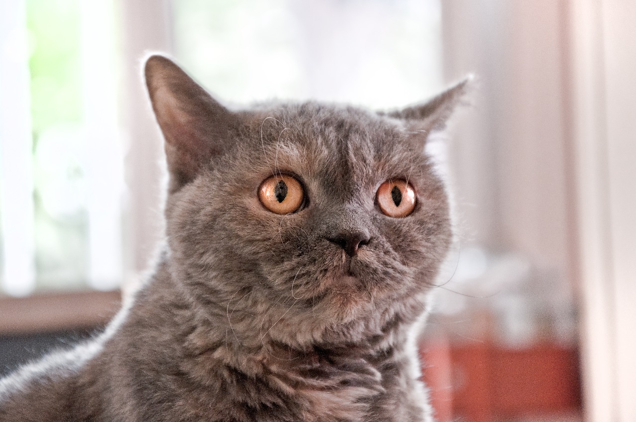 cat  selkirk rex  british shorthair free photo