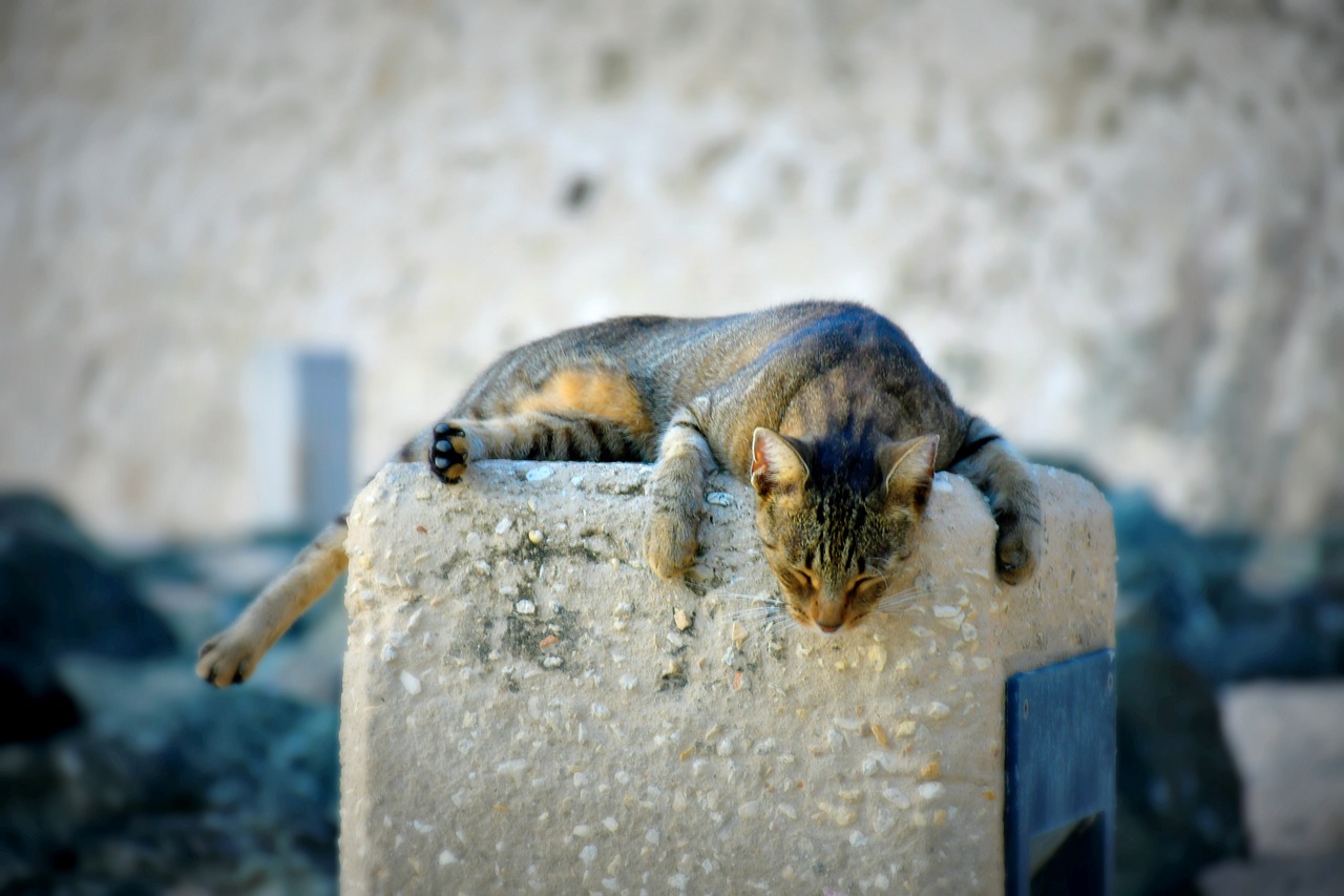 cat  kitty  sleep free photo