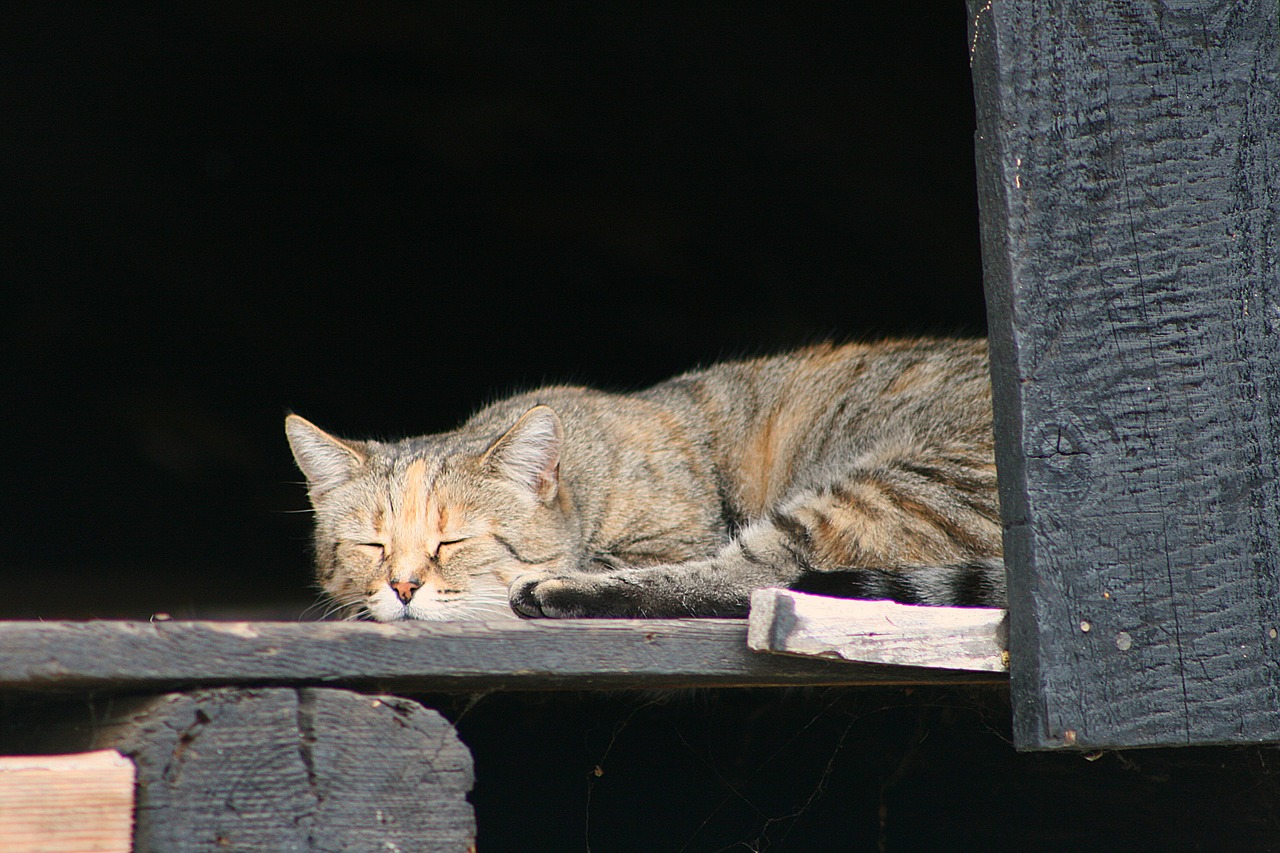 cat  sleeping cat  cute free photo