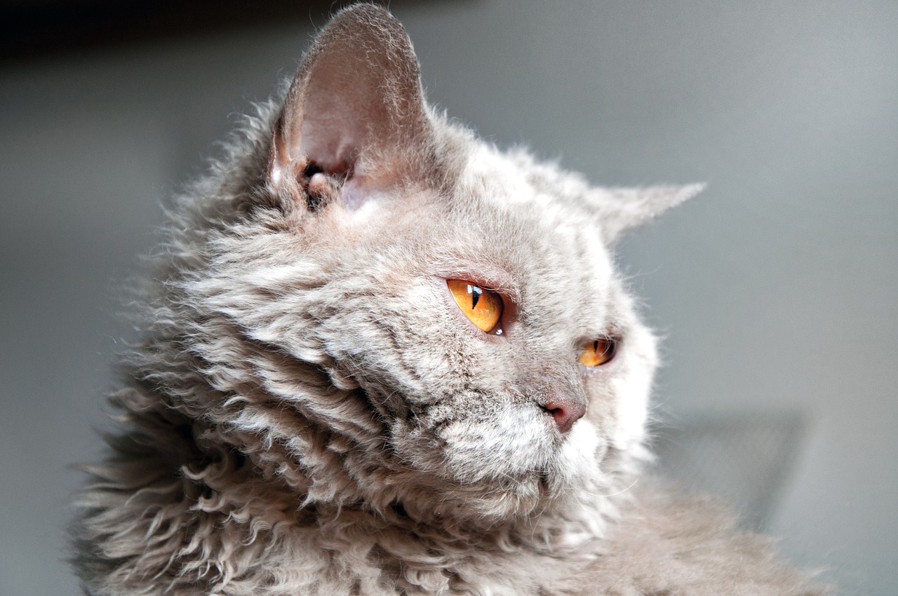 cat  selkirk rex  view free photo