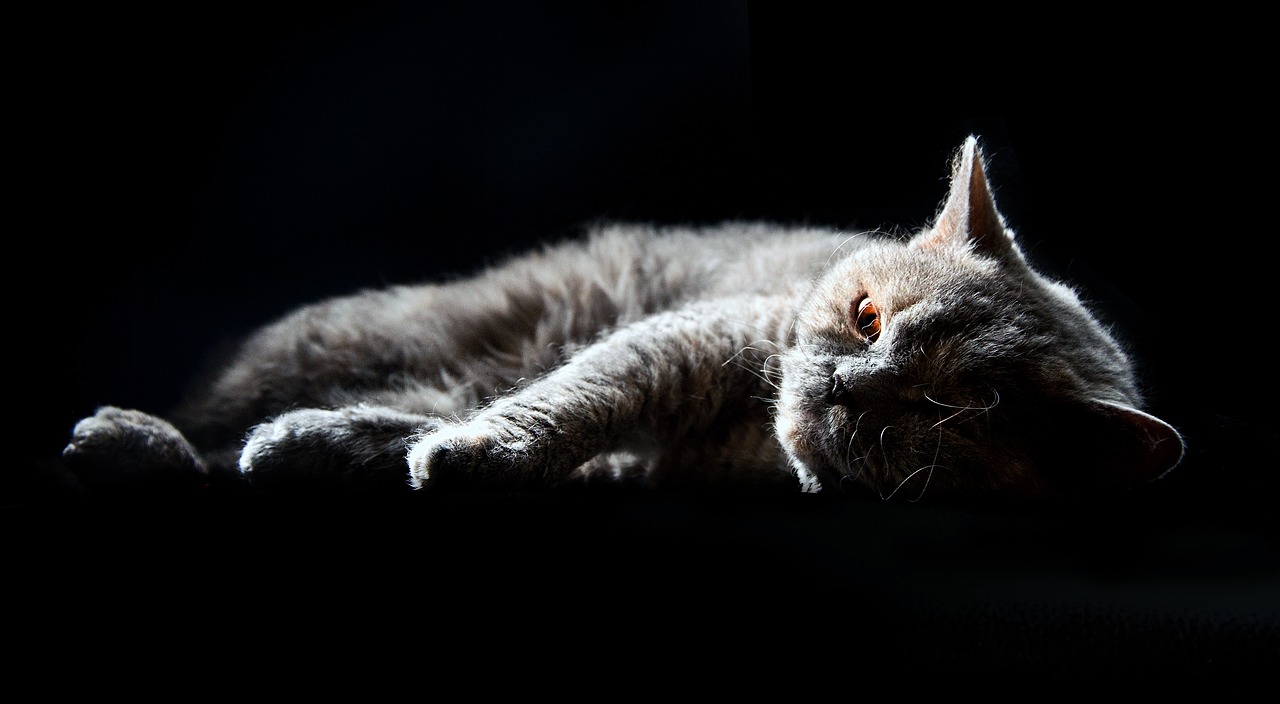 cat  selkirk rex  british shorthair free photo