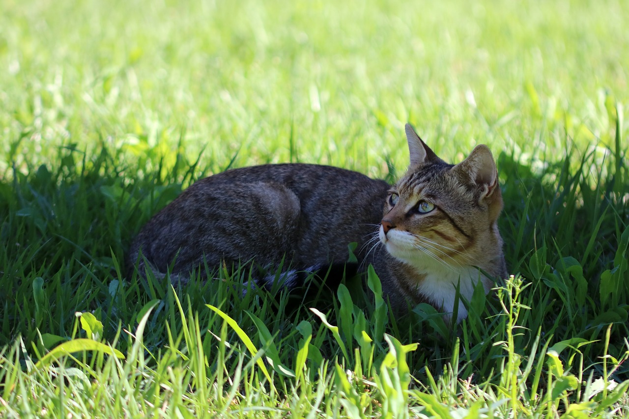 cat  holding the cat  animal free photo