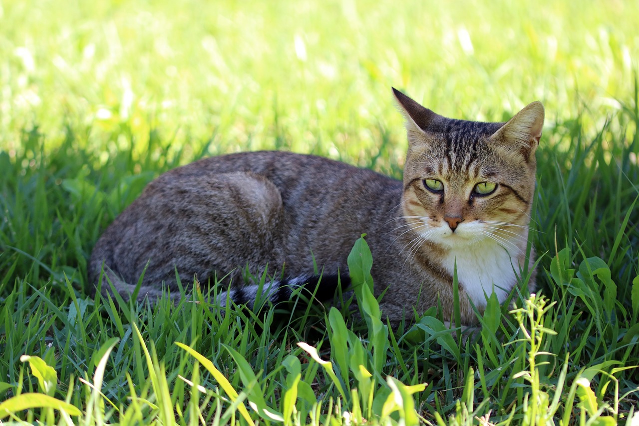 cat  holding the cat  animal free photo