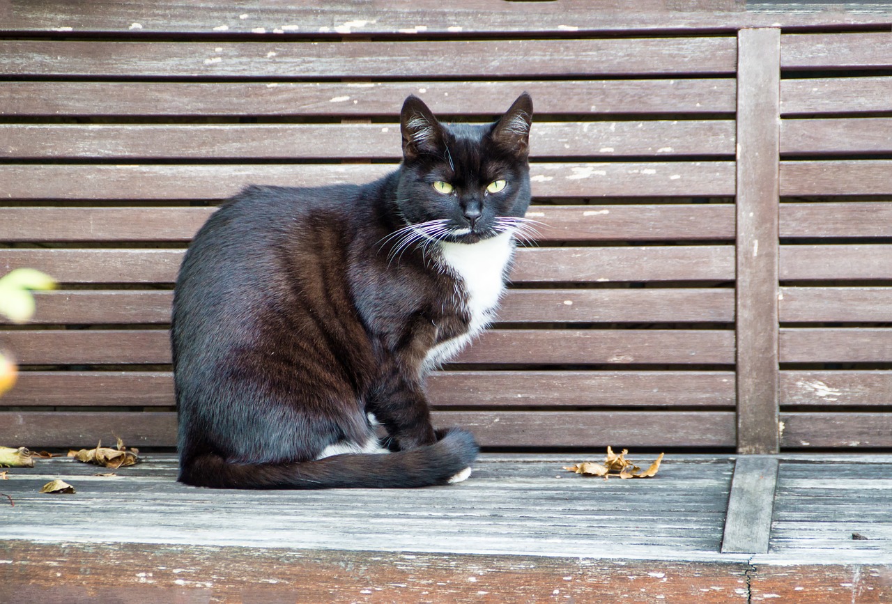 cat  bank  sit free photo