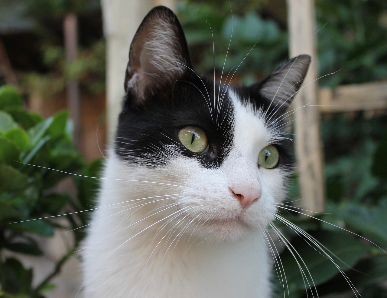 cat  cute  black and white free photo