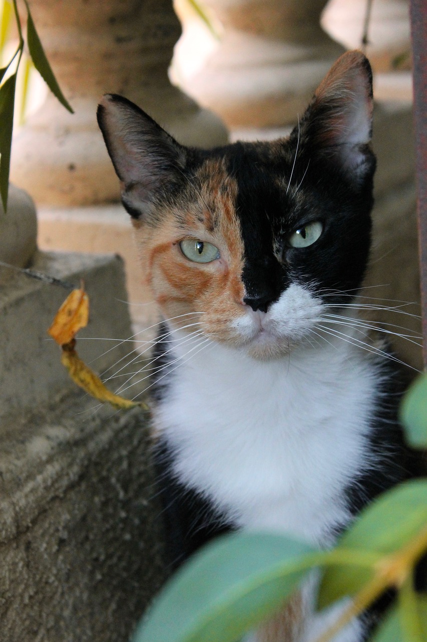 cat  pussy  tricolor free photo