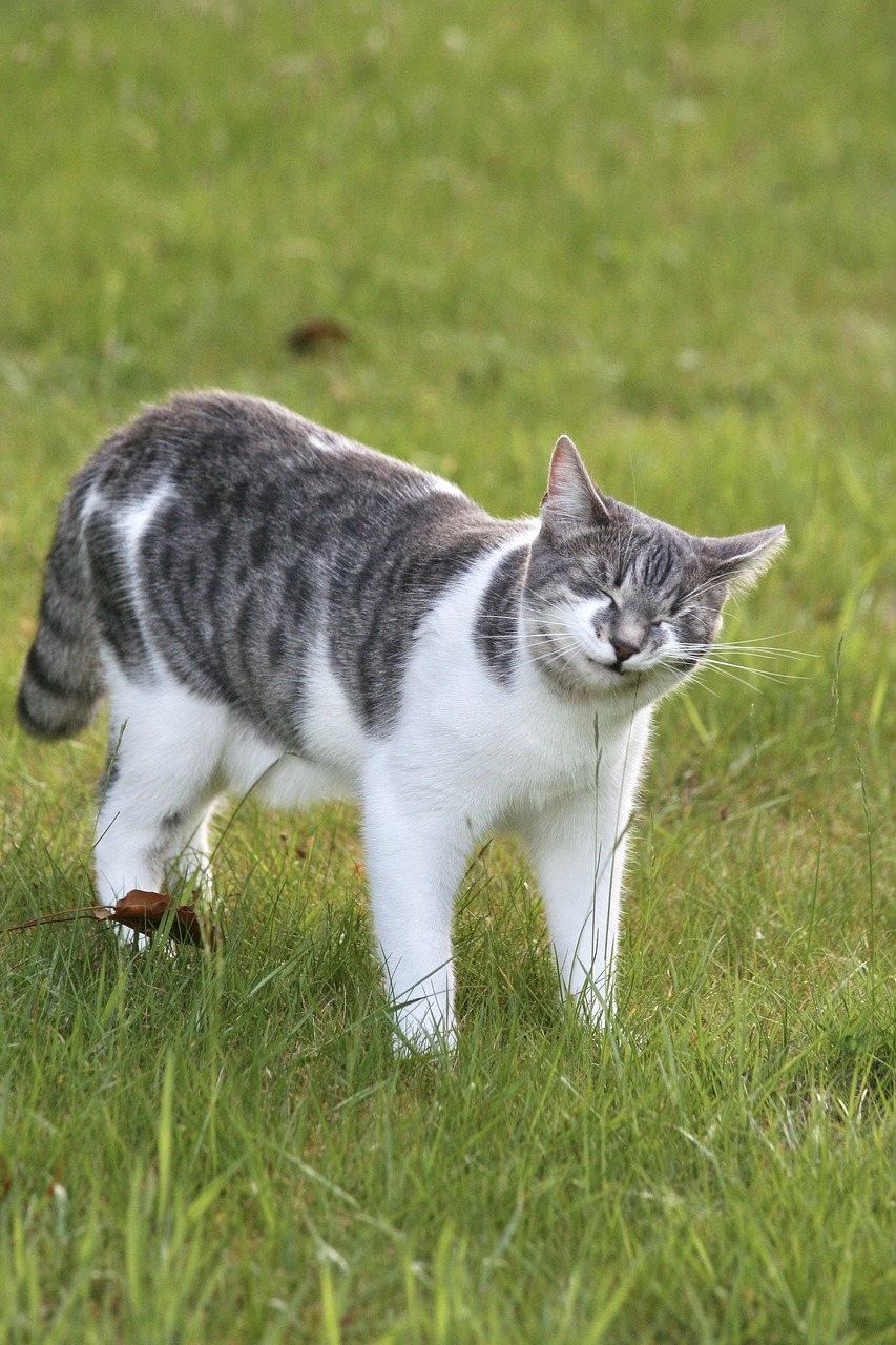 cat  feline  tabby free photo