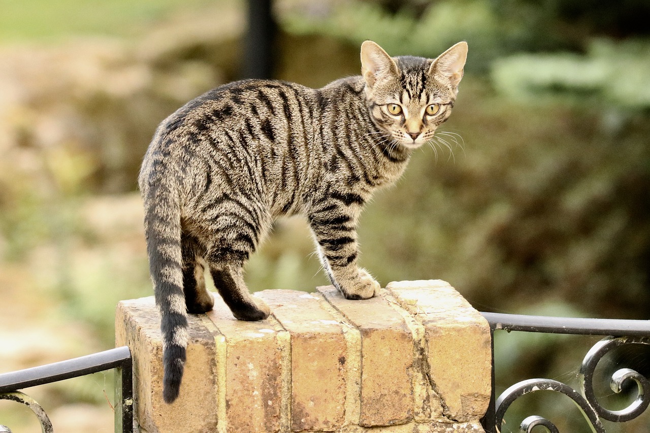 cat  bengal  kitten free photo