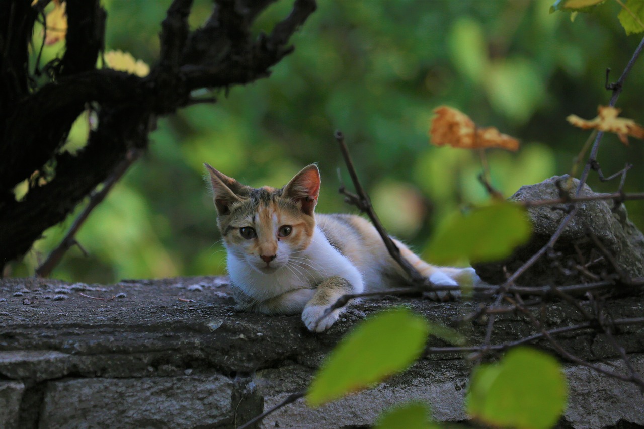 cat  animal  nature free photo