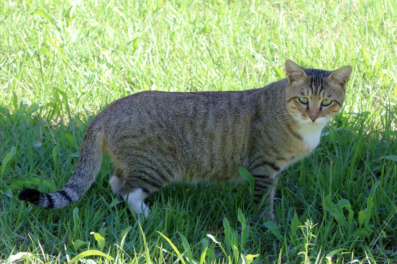 cat  holding the cat  grass free photo