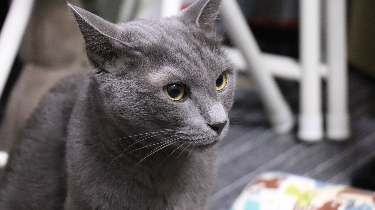 cat  russian blue  a brooks free photo