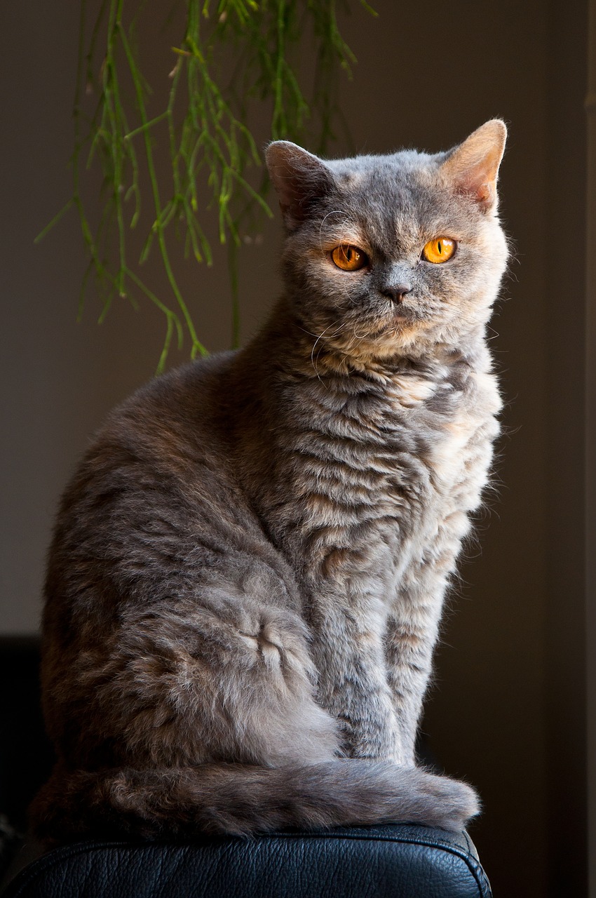 cat  elegant  sitting free photo