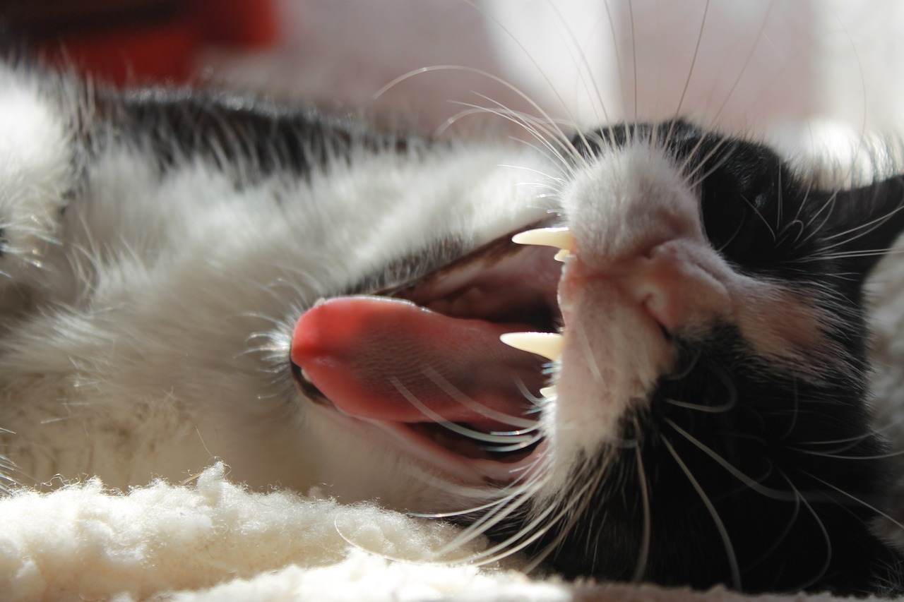 cat  teeth  fangs free photo