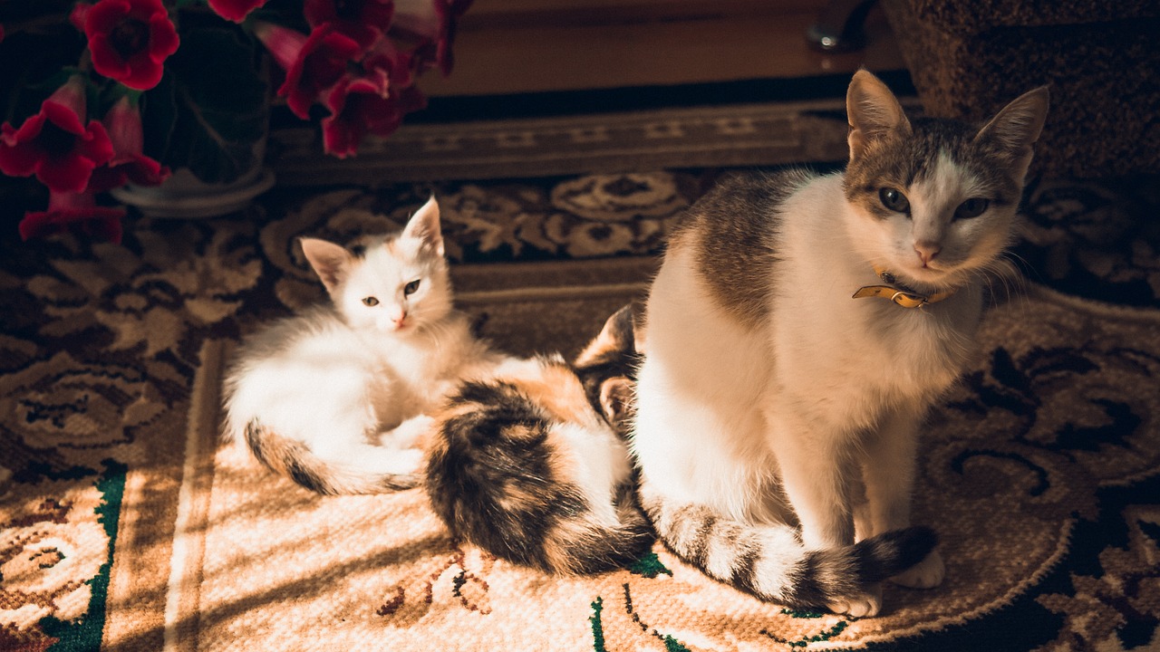 cat kittens family free photo