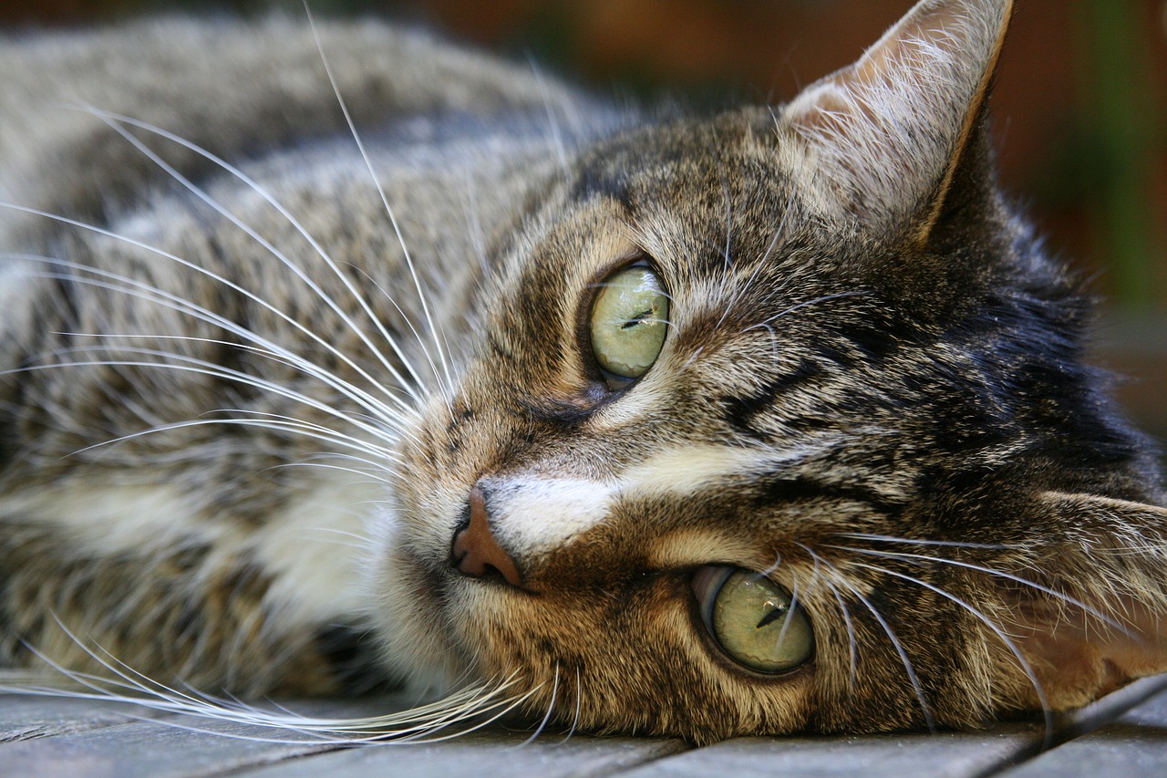 cat  cat's eyes  whiskers free photo