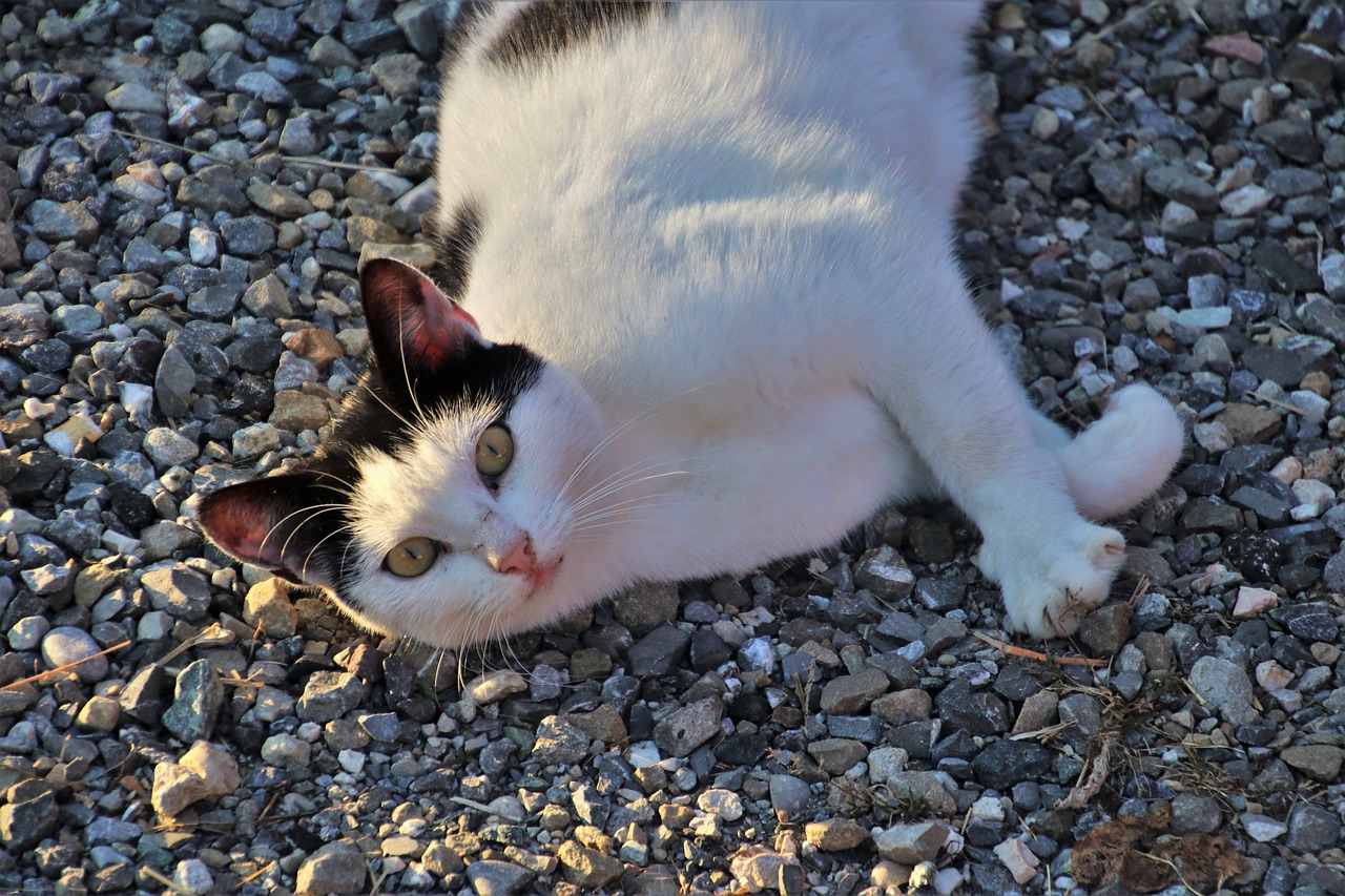 cat  white  animals free photo