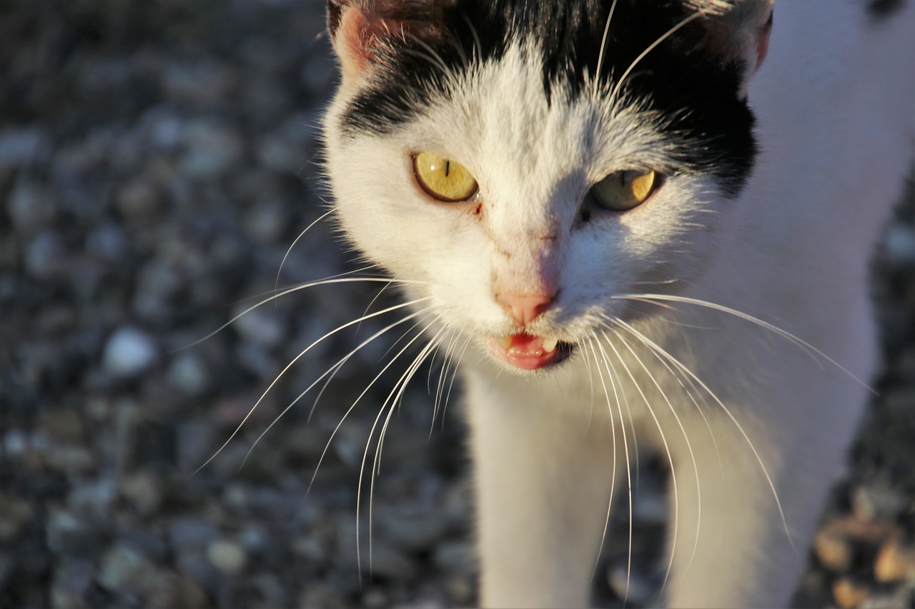 cat  white  sweet free photo